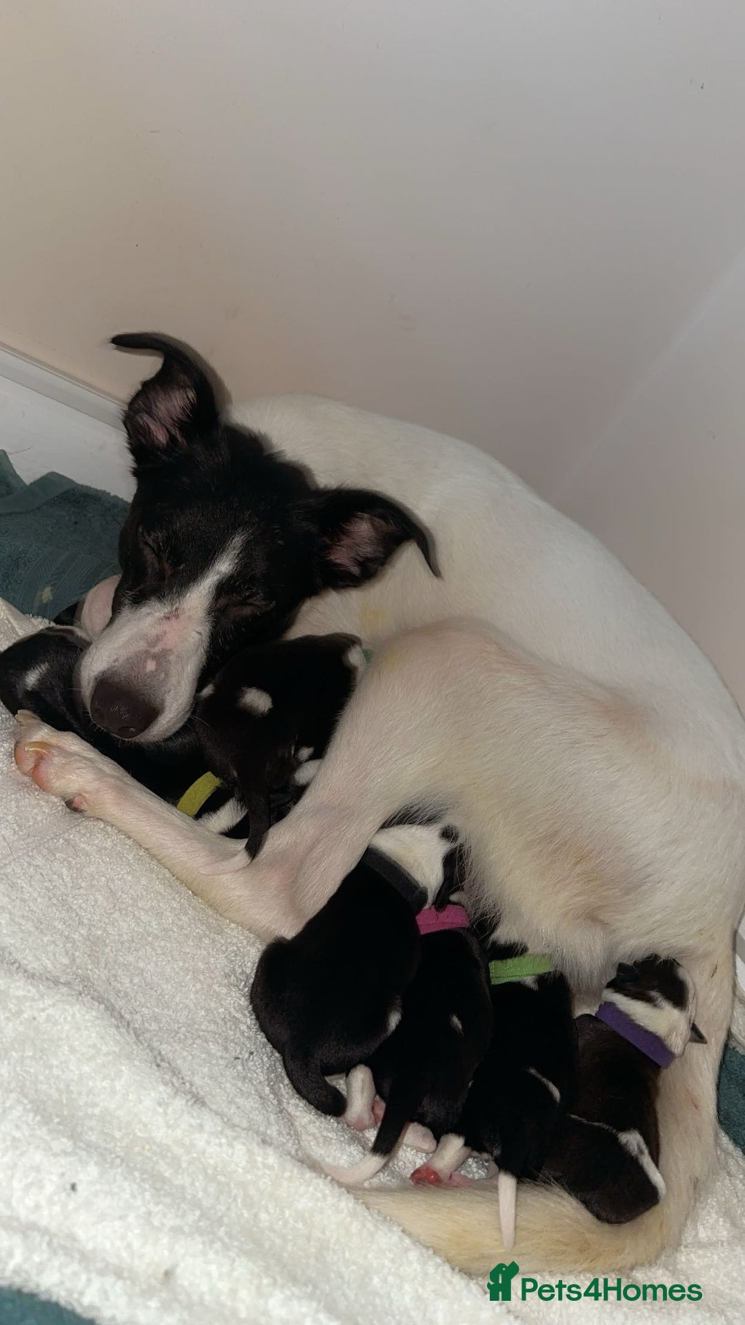 Mixed Breed dogs for sale: 🐾 Border Collie x Blue Heeler Puppies FOR SALE 🐾 - Image 14