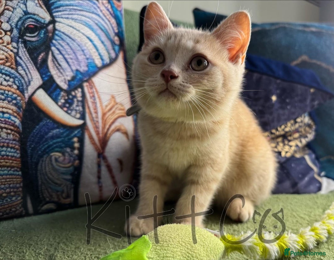 British Shorthair cats for sale: LAST 2 GCCF BSH Kittens – Ready NOW!! in Slough - Image 10