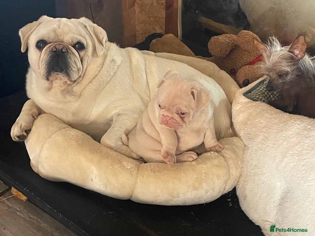 Pug dogs for sale: Pink champagne pug puppy - Advert 4