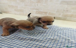 Mixed Breed dogs for sale: Pug x dachshund  ( Daug?) - Image 15