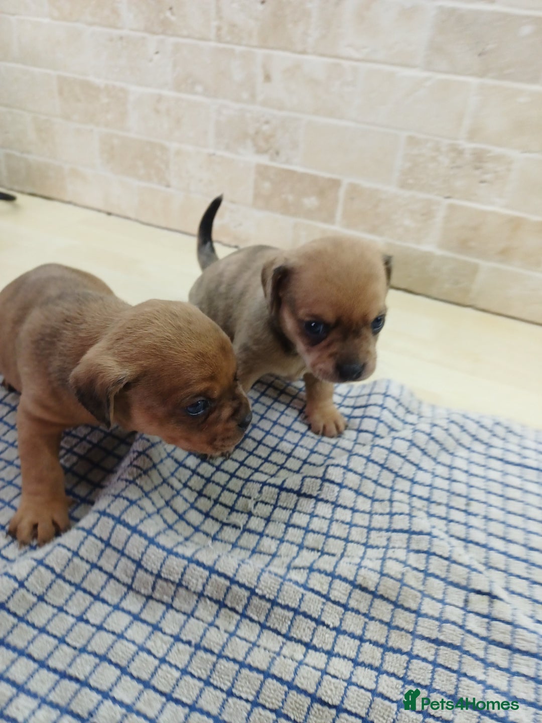Mixed Breed dogs for sale: Pug x dachshund  ( Daug?) - Image 15
