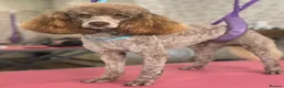 Miniature Poodle dogs for sale: One Chocolate Phantom Boy  - Advert 3