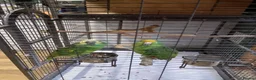 Parrots birds for sale: 2 amazon parrots - Advert 1