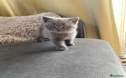 British Shorthair cats for sale: BSH kitten ready to leave 15th October  - Image 1