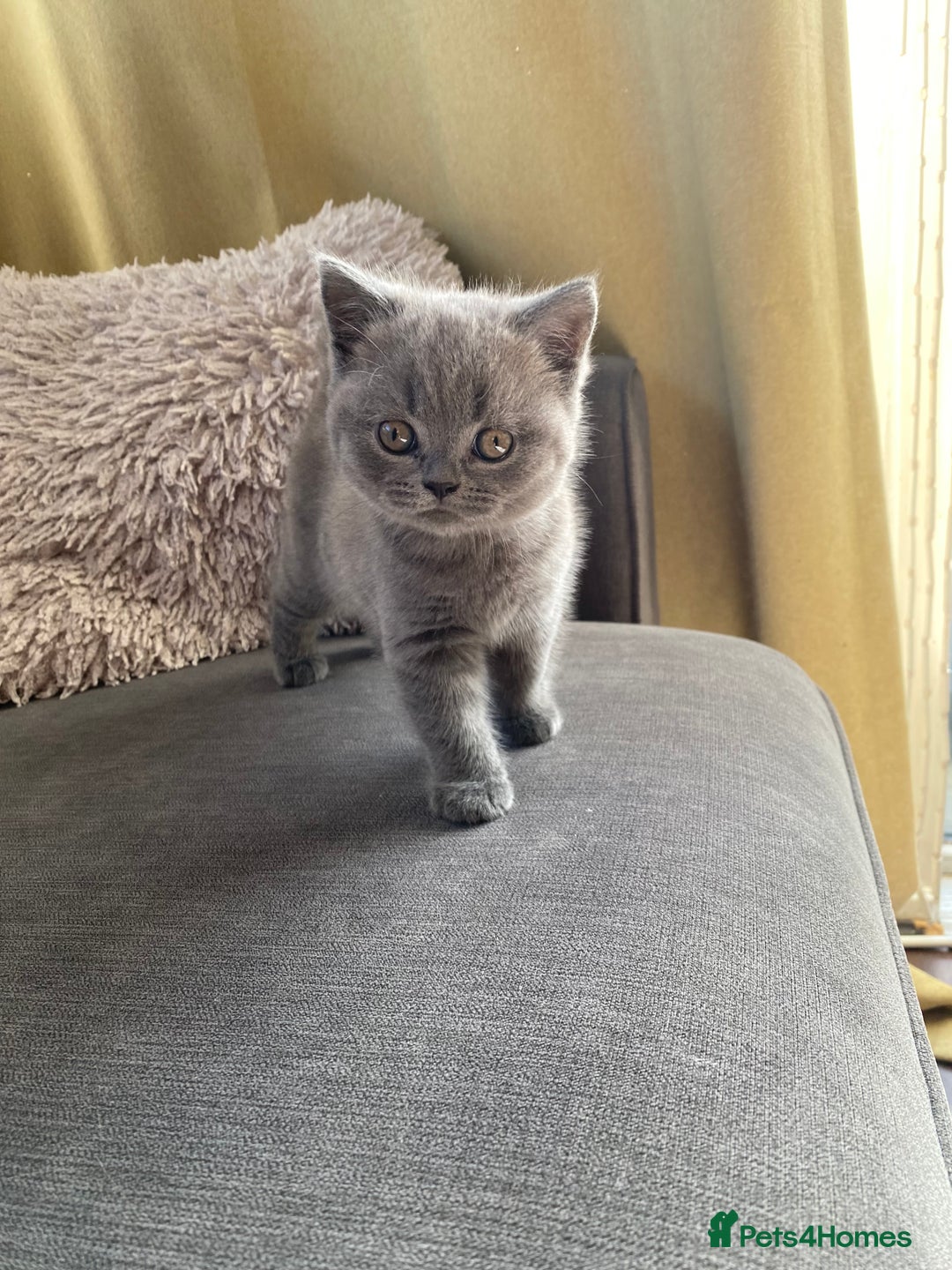 British Shorthair cats for sale: BSH kitten ready to leave 15th October  - Image 1