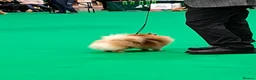 Pomeranian dogs for sale: KC Registered Pomeranian  - Advert 2