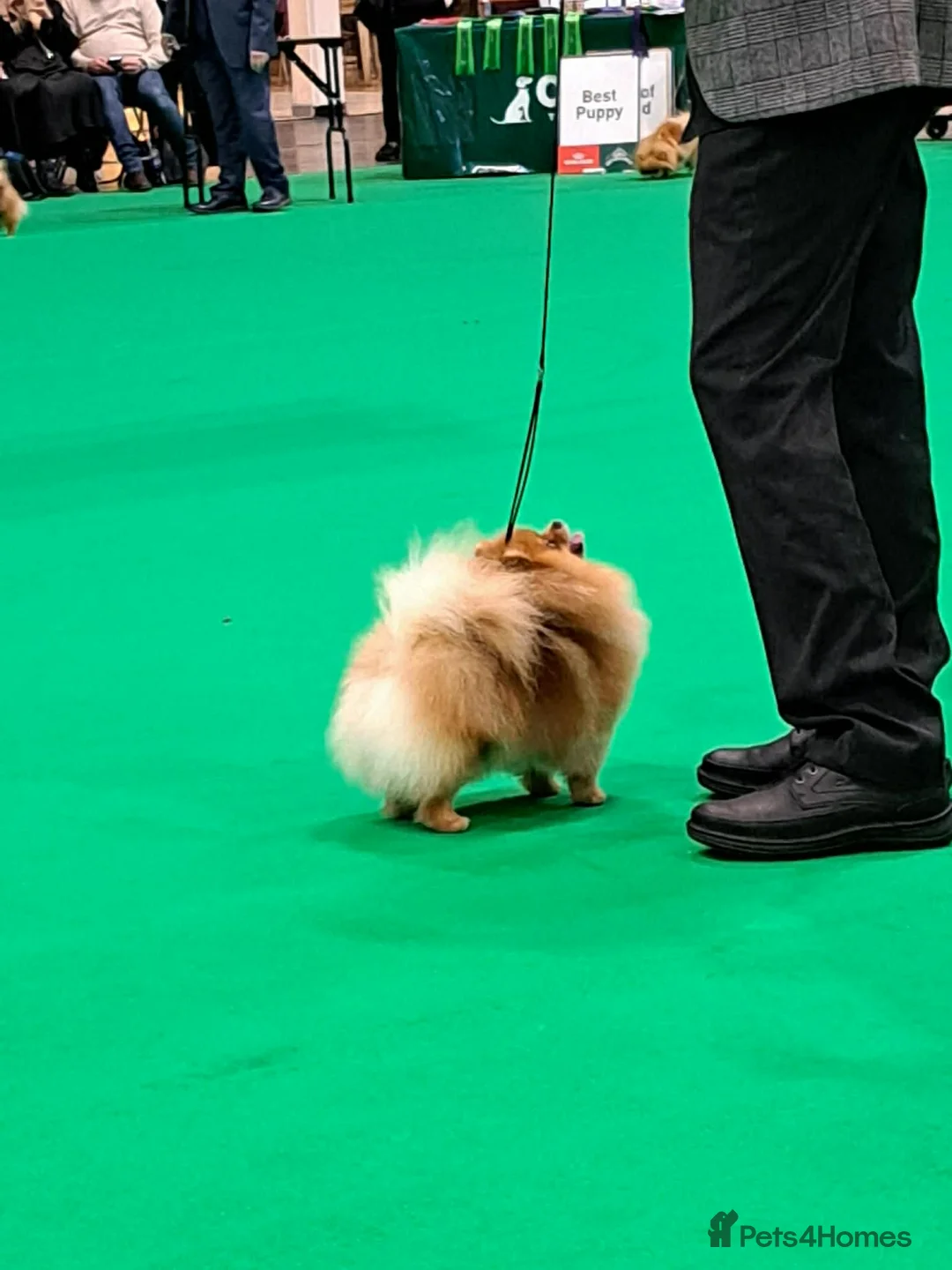Pomeranian dogs for sale: KC Registered Pomeranian  - Advert 2