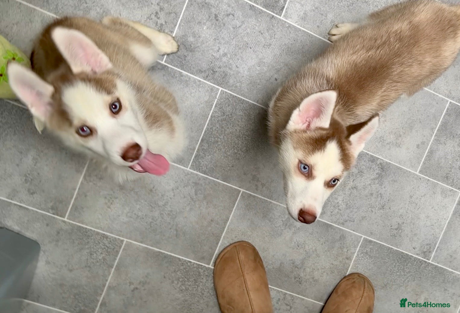Siberian Husky dogs LAST 2 stunning BOYS Parents Imported  - Advert 20