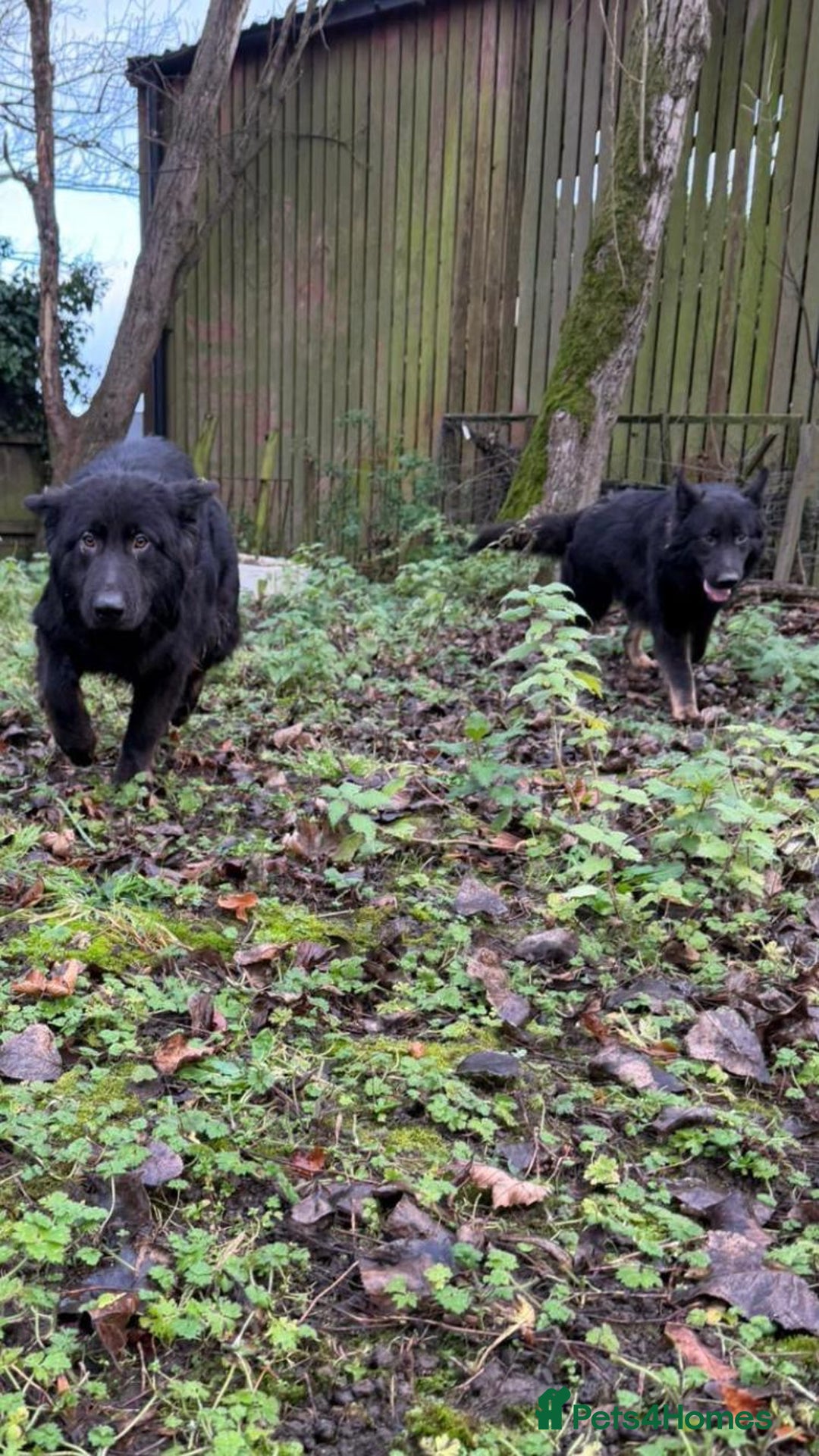 German Shepherd dogs for sale: 2 gorgeous German shepherd brothers  - Advert 4