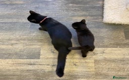 Domestic Shorthair cats for sale: Domestic shorthair - Advert 1