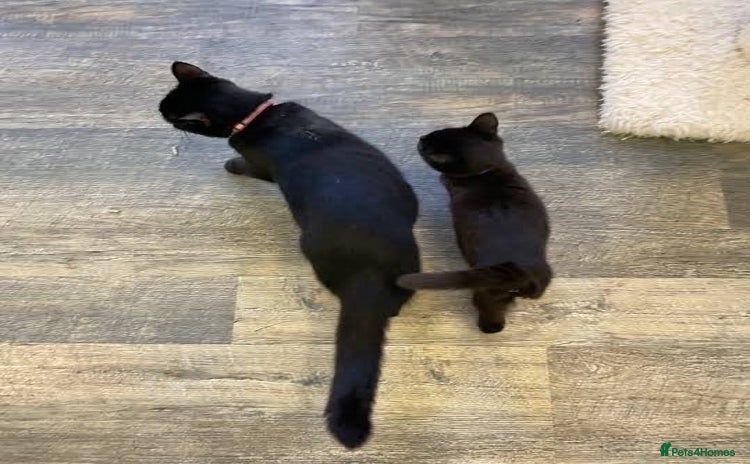 Domestic Shorthair cats Domestic shorthair - Advert 8