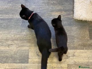 Domestic Shorthair cats Domestic shorthair - Advert 17