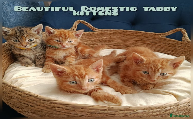 Domestic Shorthair cats - Advert 1