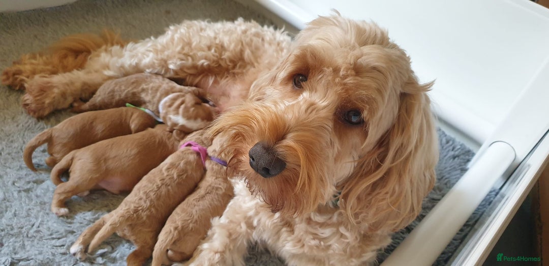 Cockapoo dogs for sale: Gorgeous cockapoo puppies - Image 5