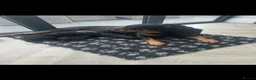Rottweiler dogs for sale: OUTSTANDING QUALITY GERMAN ROTTWEILER PUPPIES  in Canvey Island - Advert 12