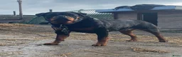 Rottweiler dogs for sale: Beautiful Rottweiler Puppies - Advert 7