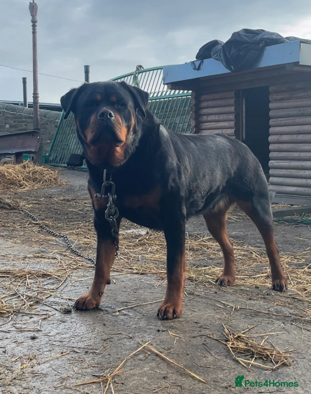Rottweiler dogs for sale: Beautiful Rottweiler Puppies - Advert 7