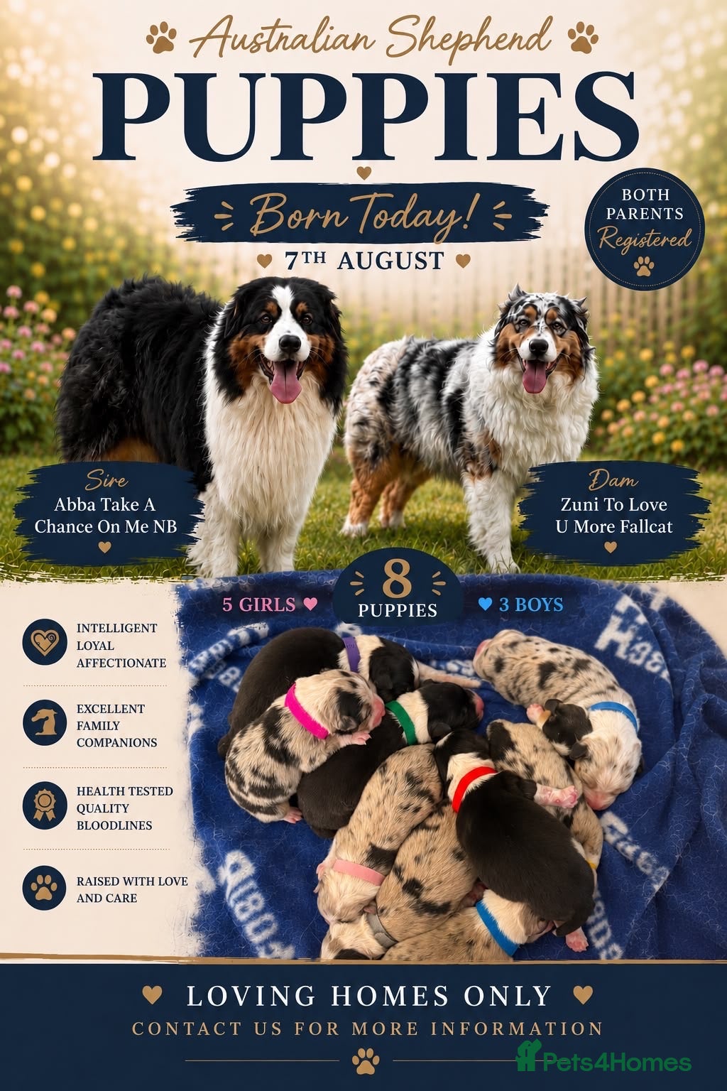 Australian Shepherd dogs Australian Shepherd Puppies - Advert 2