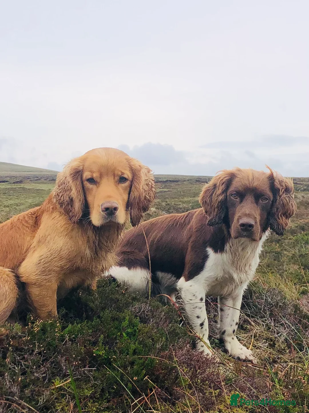 Cocker Spaniel dogs for stud: kc reg health tested working cockers - Advert 15