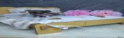 Chihuahua dogs for sale: Beautiful Lilac tri Chihuahua puppies KC  - Advert 9