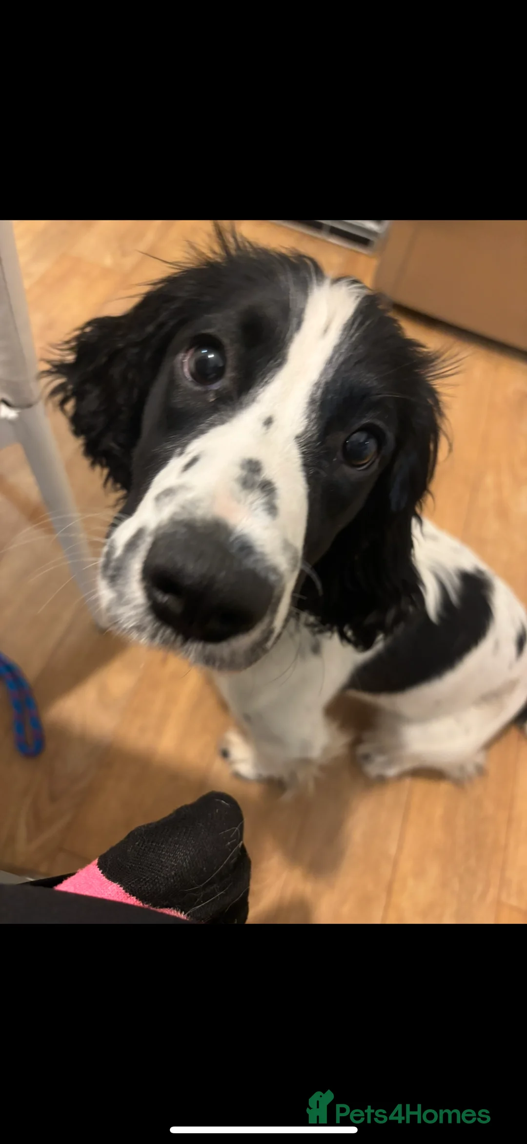 Sprocker dogs for sale: Daisy and dug  - Advert 5