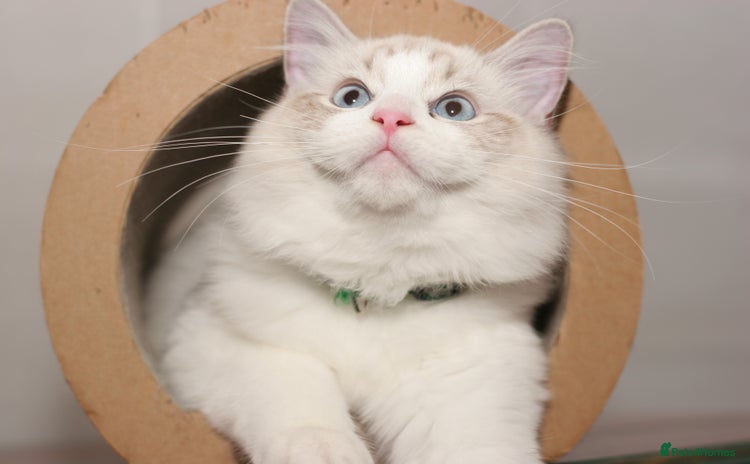 Ragdoll cats - Advert 6