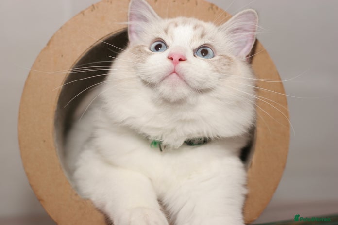 Ragdoll cats - Advert 6