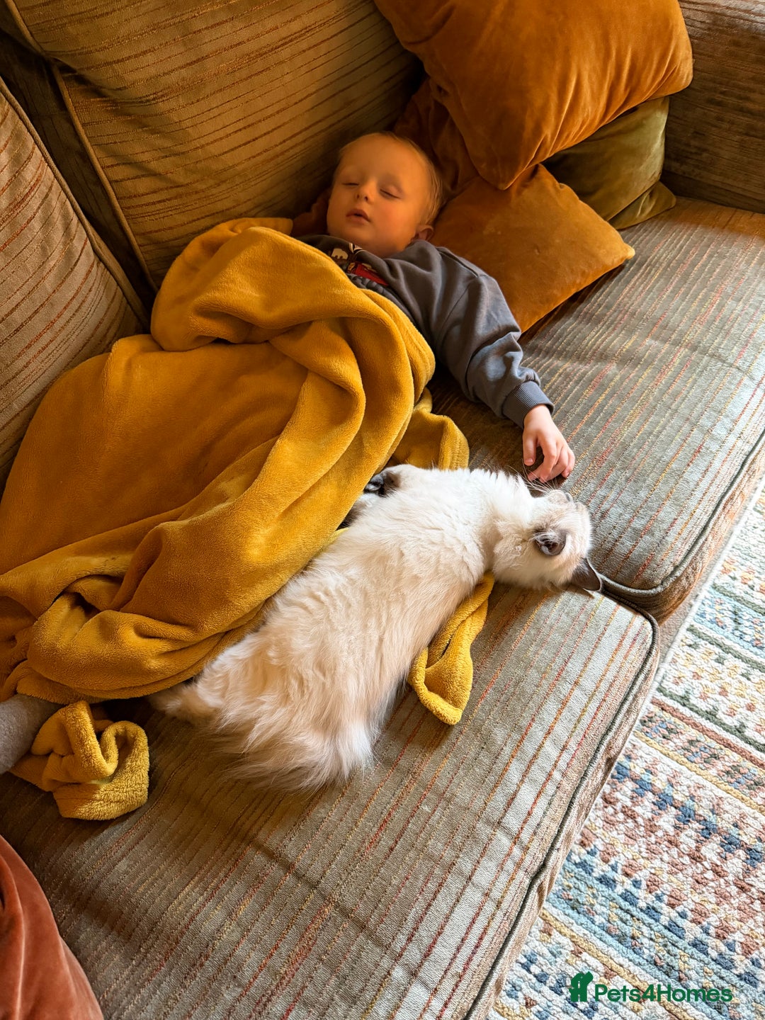 Ragdoll cats for sale: Beautiful ragdoll - Advert 9