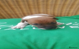 Plummer Terrier dogs for sale: Plummer terrier pups 1 girl left  - Image 6