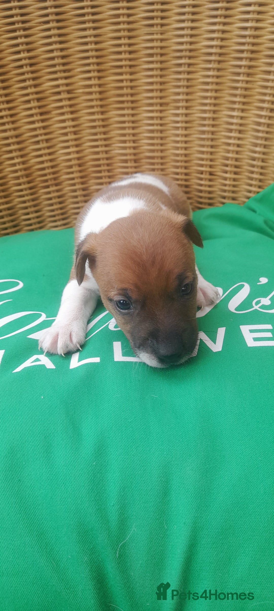 Plummer Terrier dogs for sale: Plummer terrier pups 1 girl left  - Image 6