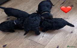 Mixed Breed dogs for sale: 🤎 Miniature Schnauzer X Cockapoo 🤎 - Image 18