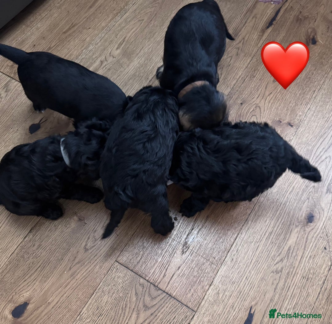 Mixed Breed dogs for sale: 🤎 Miniature Schnauzer X Cockapoo 🤎 - Image 18