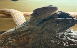 Bearded Dragon reptiles for sale: Bert The Bearded Dragon & Set up!💫 - Advert 2