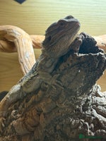 Bearded Dragon reptiles Bert The Bearded Dragon & Set up!💫 - Advert 1