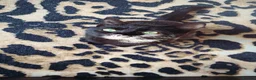 Mixed Breed cats for sale: Mixed breed kitten  - Advert 5