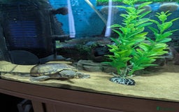 Turtle reptiles for sale: Musk turtle - Image 4