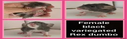 Rat rodents for sale: Adorable baby rats for sale  - Advert 8