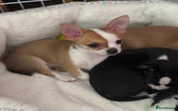 Chihuahua dogs for sale: Our beautiful Chihuahua puppies  - Image 20