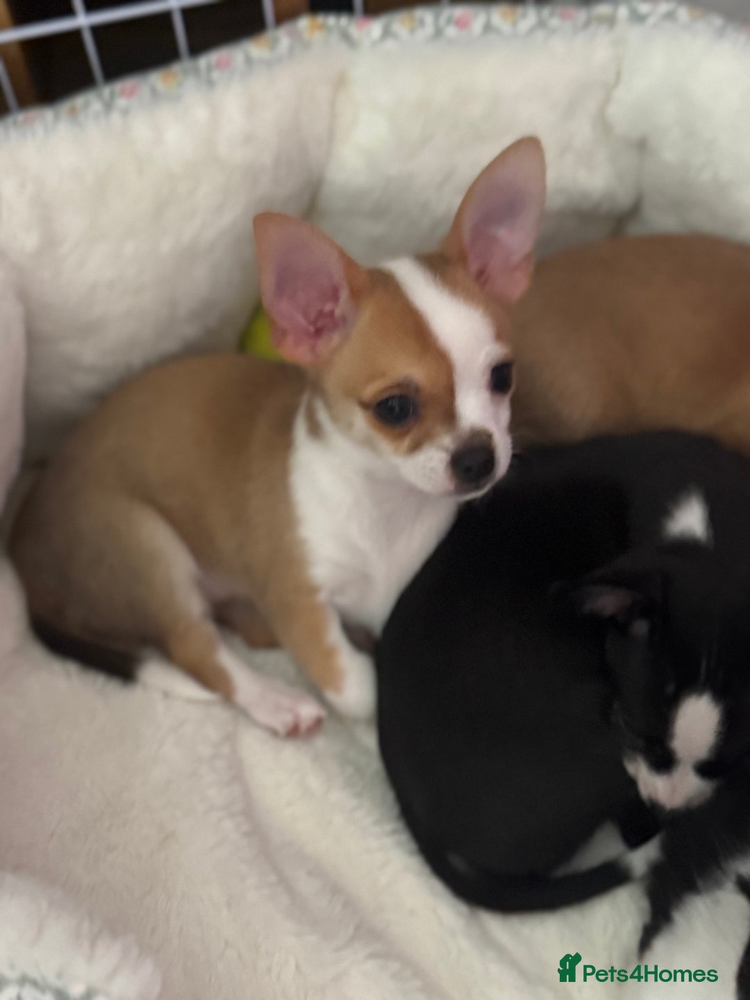 Chihuahua dogs for sale: Our beautiful Chihuahua puppies  - Image 20
