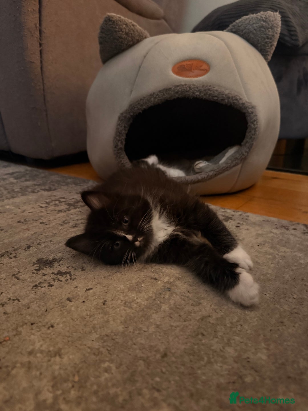 Mixed Breed cats for sale: 3 Gorgeous Long Hair Kittens Available - Image 14