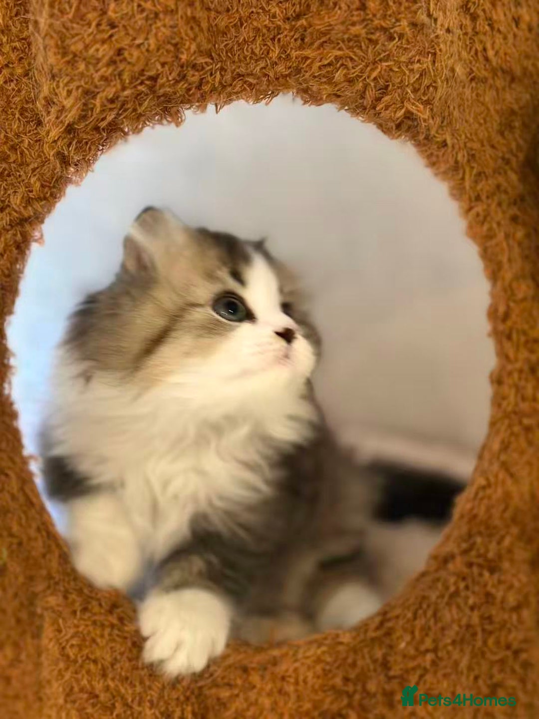 Munchkin cats for sale: Super stunning & rare Minuet - Image 24