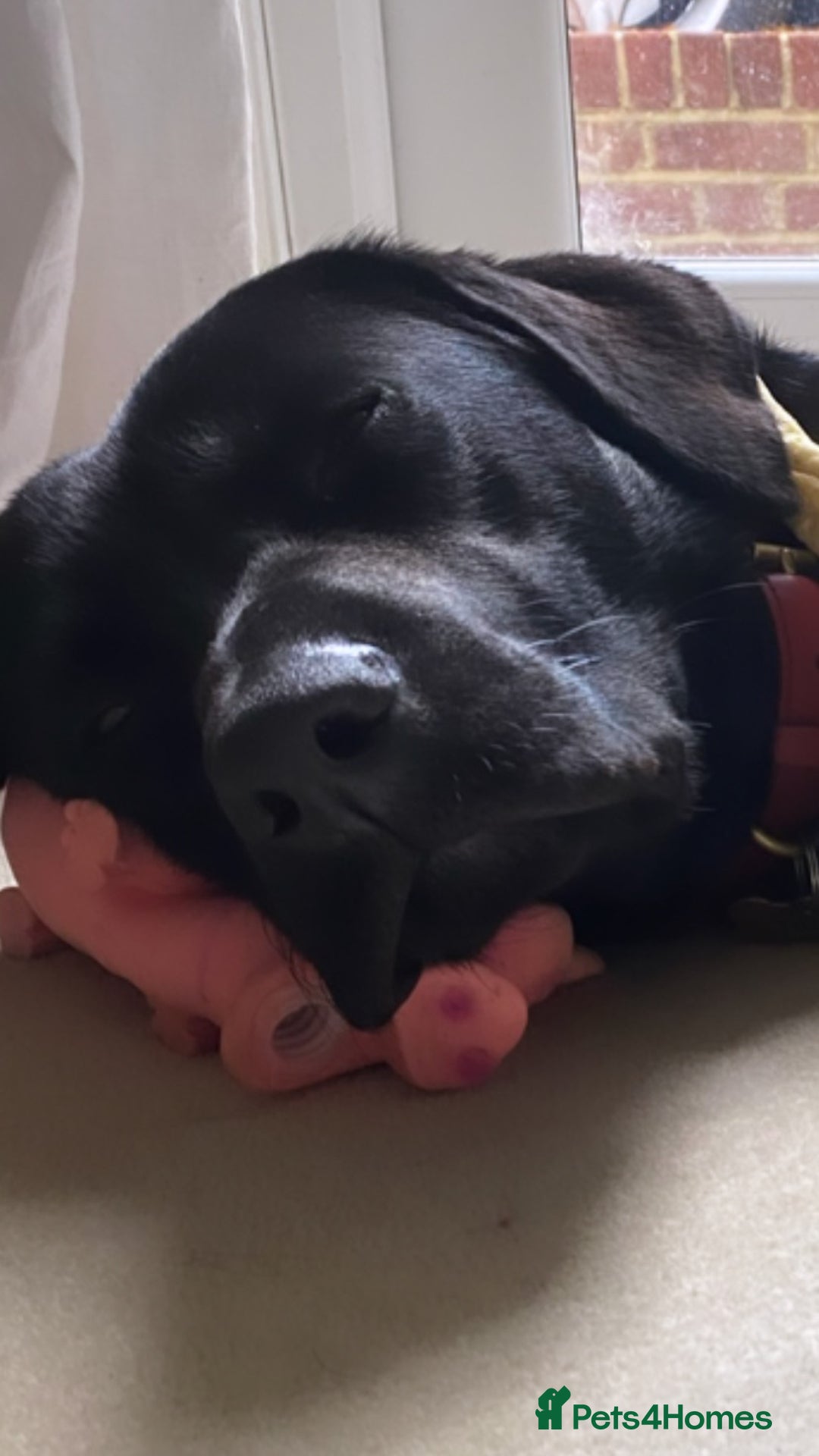 Labrador Retriever dogs for stud: KC Labrador, Health and DNA-Tested, Proven Stud in Cobham - Image 26