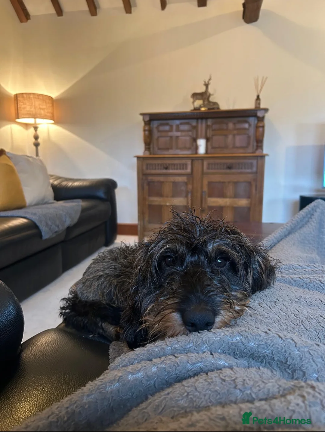 Dachshund dogs for stud: KC Reg 0%COI Brilliant Bold Wirehaired Teckel Stud in Sudbury - Advert 4