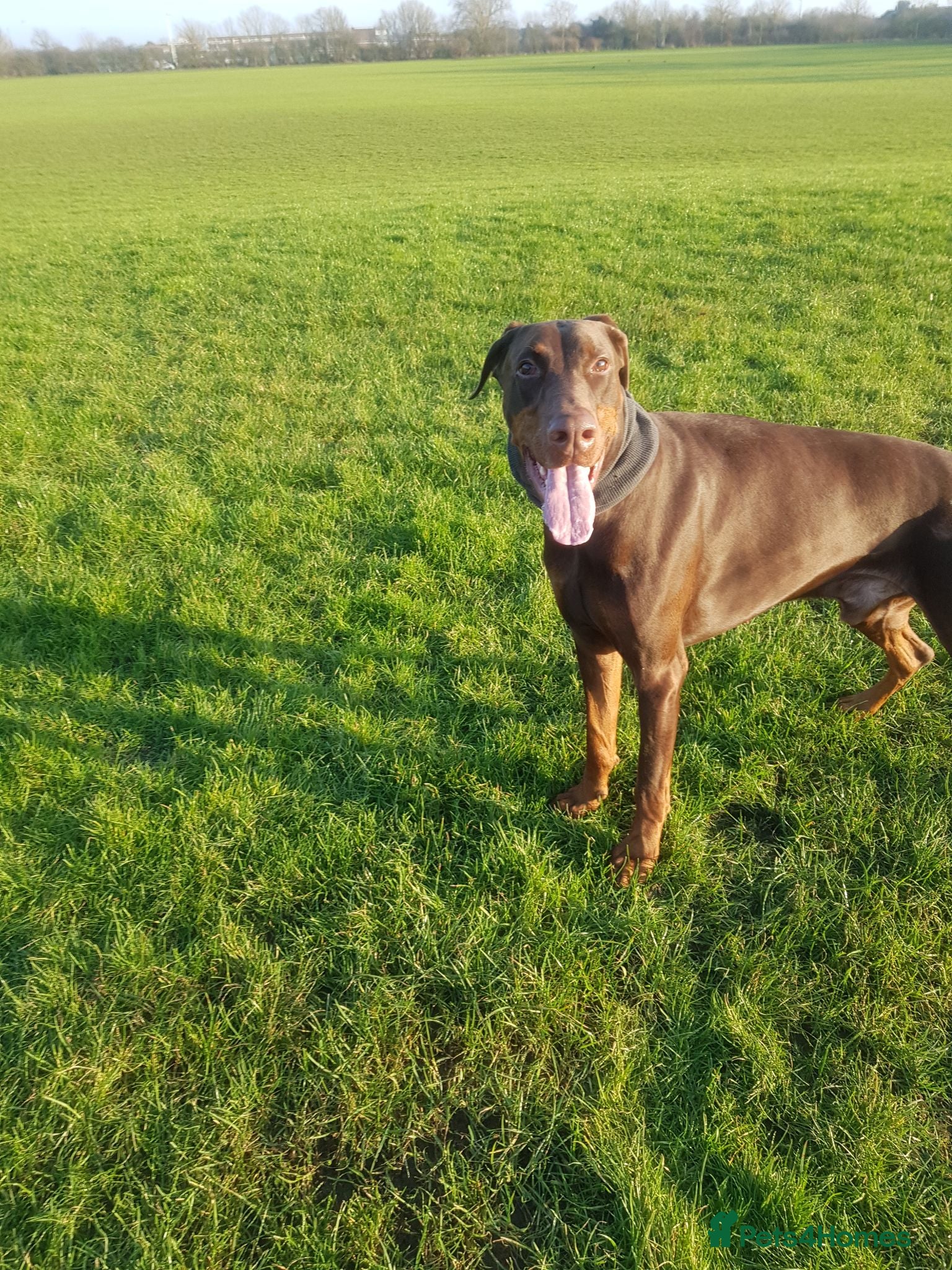 Dobermann dogs Proven Doberman Stud - Advert 2