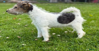 Fox Terrier dogs in Rhayader - Advert 16