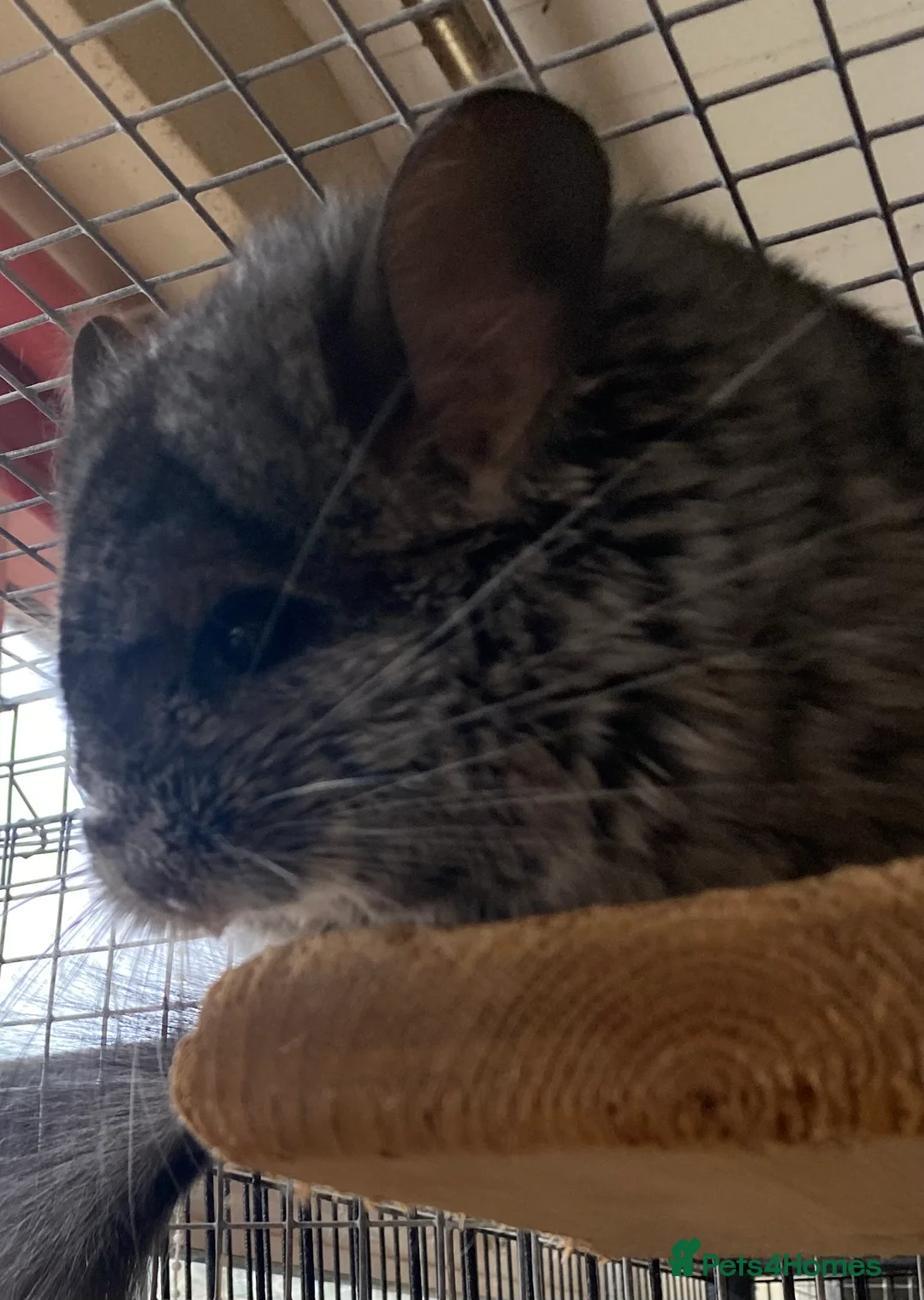 Chinchilla rodents for sale: RPA (Angoran) Chinchilla Boy, 7 months old - Advert 10
