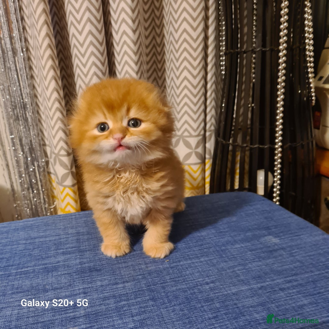 Scottish Fold cats for sale: Scottish fold looking for forever home - Image 26