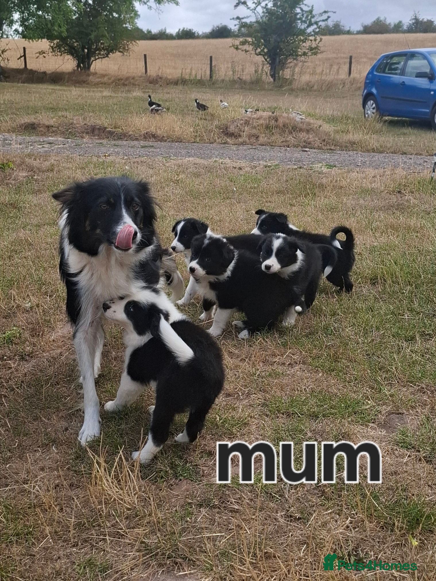 Border Collie dogs 4 Border collie pups for sale  - Advert 1