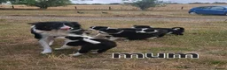 Border Collie dogs for sale: 4 Border collie pups for sale  - Advert 1