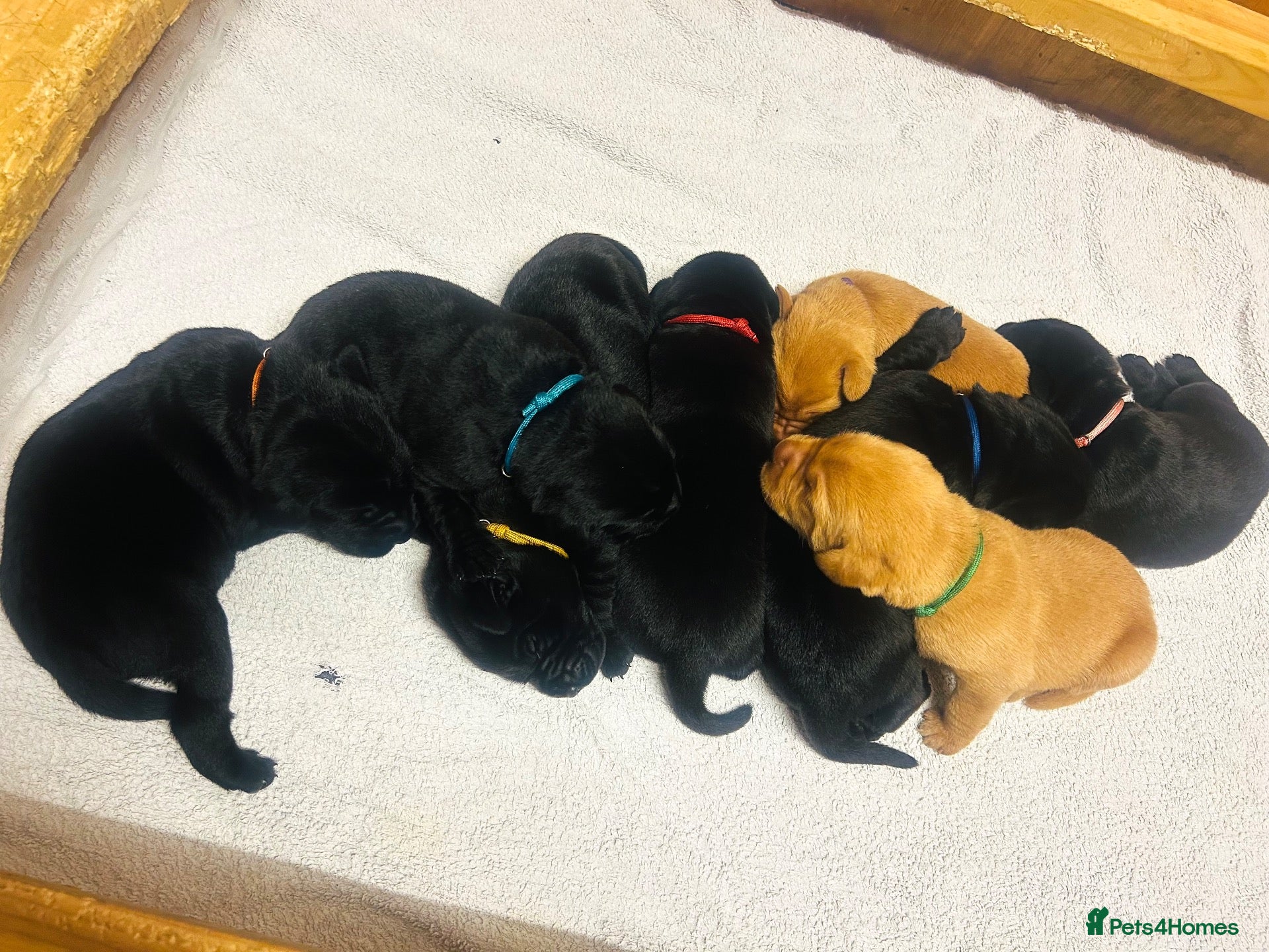 Labrador Retriever dogs for sale: *8 Working Line Labrador Puppies* - Advert 9